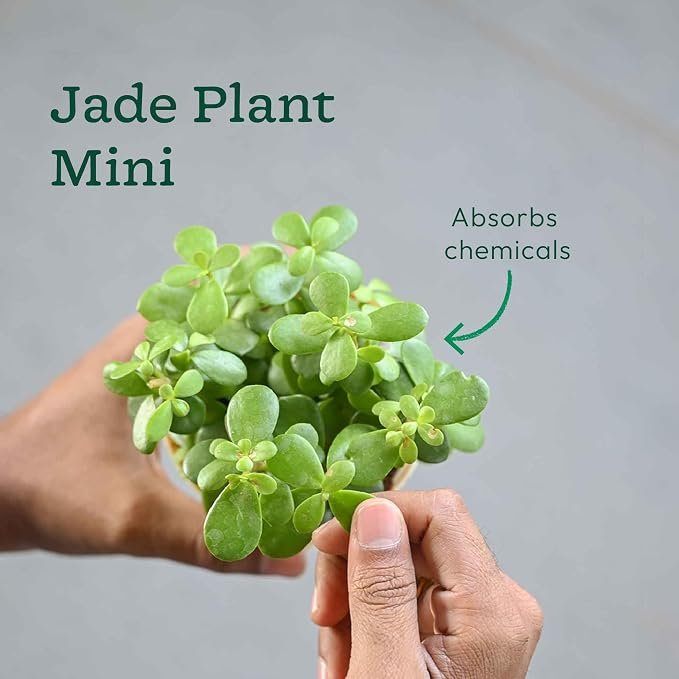 π± Mini Indoor Plant Pot - Image 3