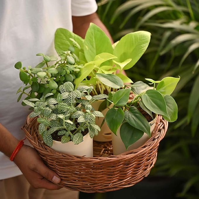 π± Mini Indoor Plant Pot - Image 2