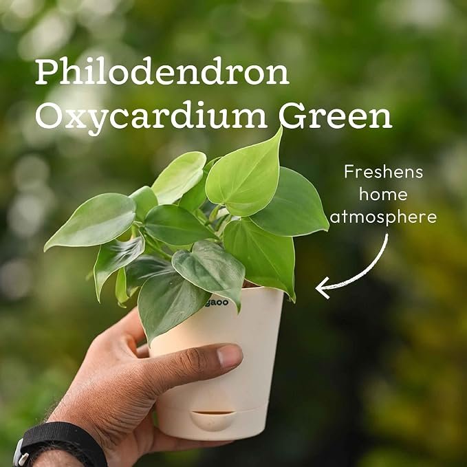 π± Mini Indoor Plant Pot - Image 4